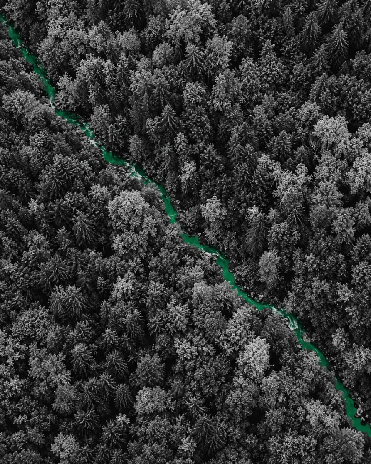 Aerial forest canopy crossed by a green stream